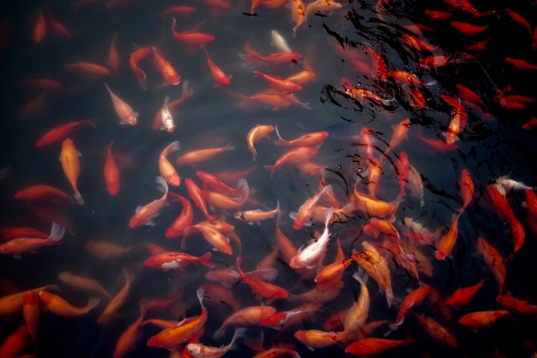 The attention span of….. ooh look! Fish food!